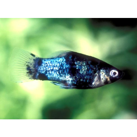 Platka - Zmienniak Plamisty - Xiphophorus maculatus